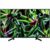 Телевизор LED Sony 55" KD55XG7005BR BRAVIA черный/Ultra HD/50Hz/DVB-T/DVB-T2/DVB-C/DVB-S/DVB-S2/USB/WiFi/Smart TV