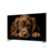 Topdevice 55" TDTV55CQ09U_BK {UHD/VA-QLED/Smart GTV/2-16Gb/BT/Black}
